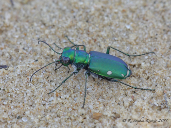 Cicindela scutellaris unicolor x lecontei